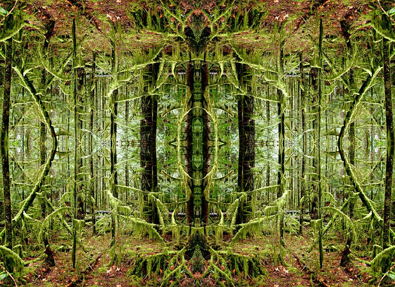 Fractal Forest is a series of photographs which explores the never-ending patterns in nature combined with the effects of climate change.