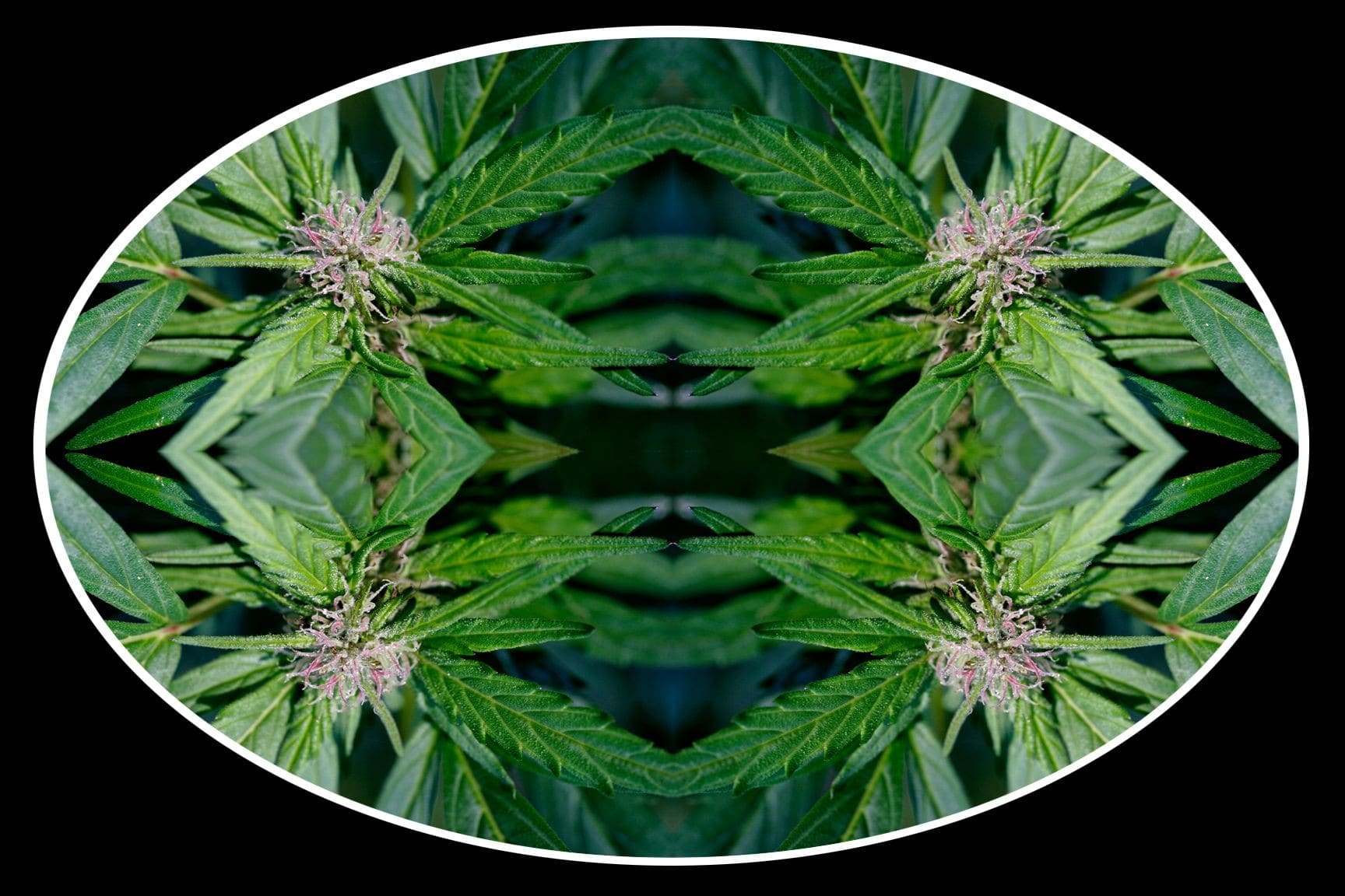 This series explores the use of marijuana as an alternative to pain management. Each image looks closely at the flower which challenges conventional medication