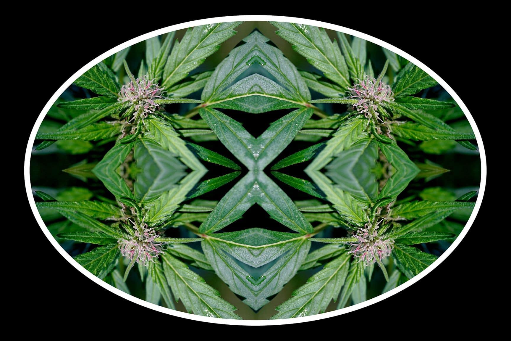 This series explores the use of marijuana as an alternative to pain management. Each image looks closely at the flower which challenges conventional medication