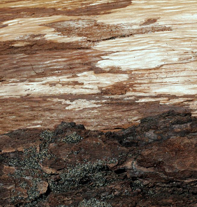 Drift Woodscapes Photography uncovers hidden images within driftwood, revealing expansive landscapes within the intricate details.