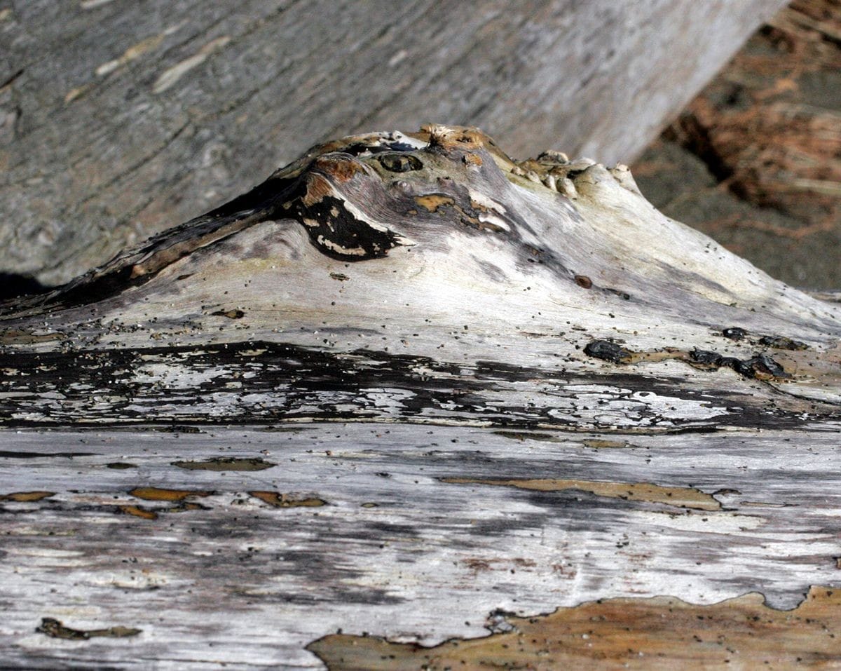 Drift Woodscapes are imagined vast landscapes which have emerged from the surface of different pieces of driftwood and convey how interconnected nature is.