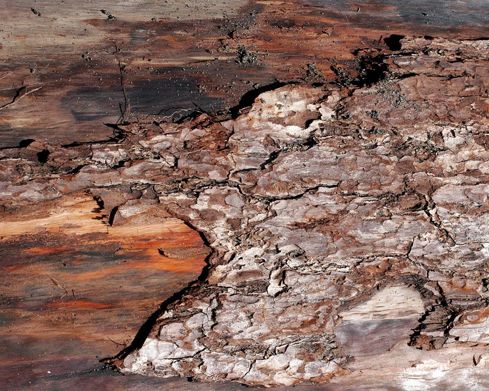 Drift Woodscapes are imagined vast landscapes which have emerged from the surface of different pieces of driftwood and convey how interconnected nature is.