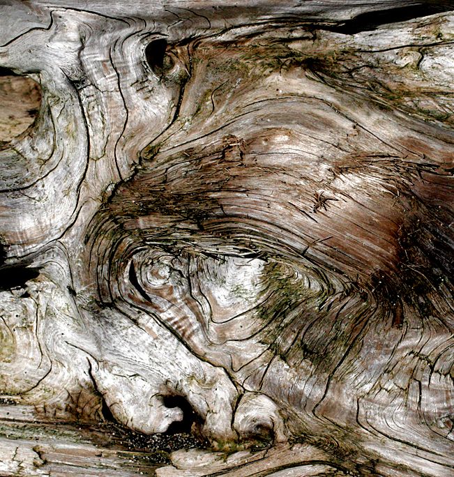 Drift Woodscapes Photography uncovers hidden images within driftwood, revealing expansive landscapes within the intricate details.