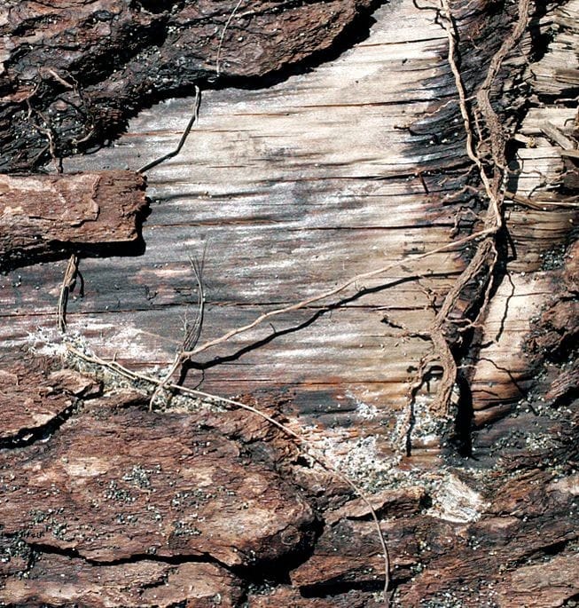 Drift Woodscapes Photography uncovers hidden images within driftwood, revealing expansive landscapes within the intricate details.