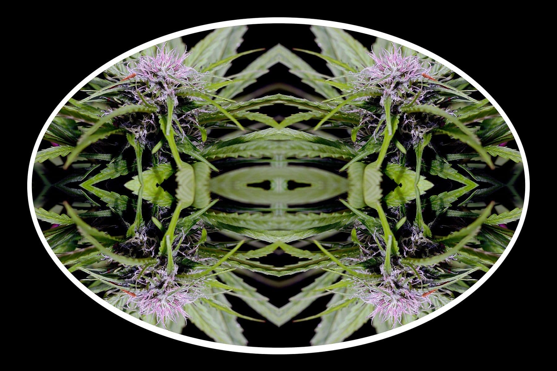 This series explores the use of marijuana as an alternative to pain management. Each image looks closely at the flower which challenges conventional medication