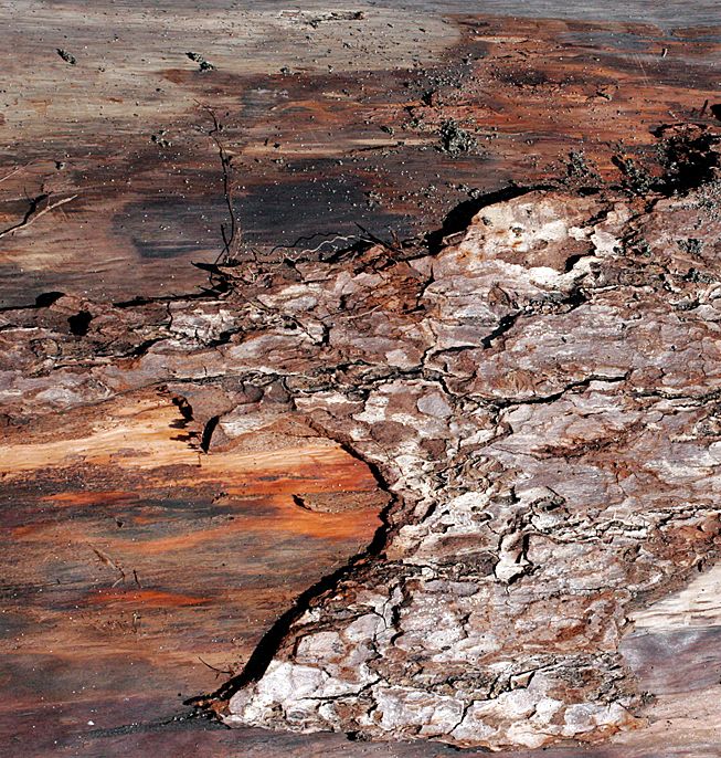 Drift Woodscapes Photography uncovers hidden images within driftwood, revealing expansive landscapes within the intricate details.