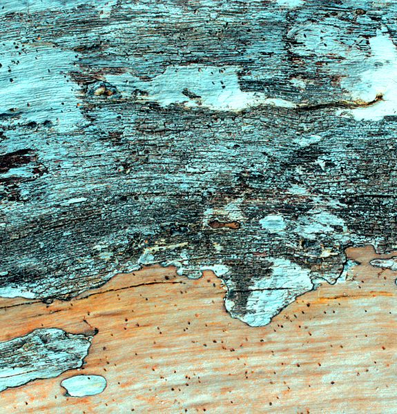 Drift Woodscapes are imagined vast landscapes which have emerged from the surface of different pieces of driftwood and convey how interconnected nature is.