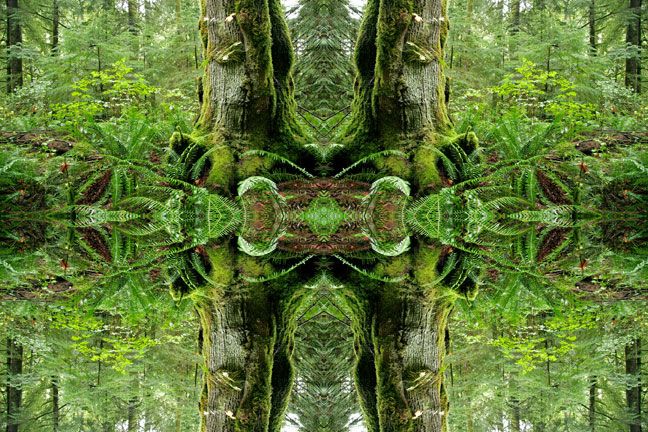 Fractal Forest is a series of photographs which explores the never-ending patterns in nature combined with the effects of climate change.