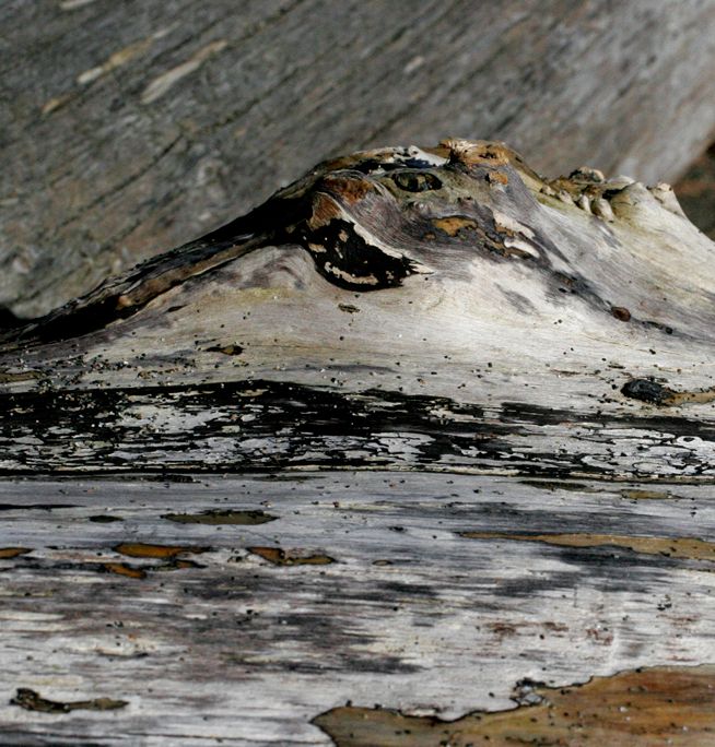 Drift Woodscapes Photography uncovers hidden images within driftwood, revealing expansive landscapes within the intricate details.