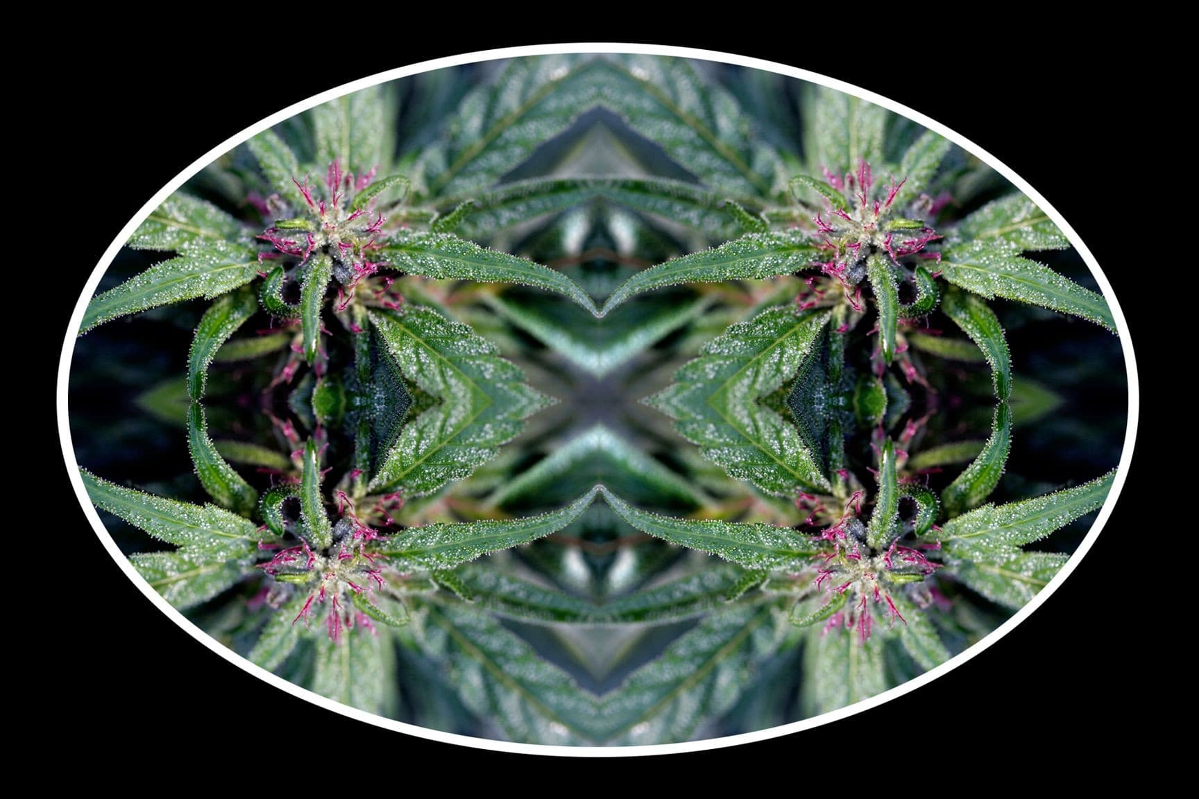 This series explores the use of marijuana as an alternative to pain management. Each image looks closely at the flower which challenges conventional medication